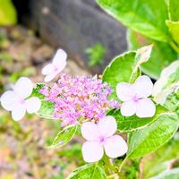 アジサイ,紫陽花,斑入り紫陽花,斑入りアジサイ,お花の画像