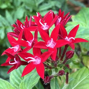 赤い花,#ガーデニング,エクステリアの画像