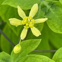 ワスレナグサ,ルイヨウボタン,ルイヨウボタン,山野草,多年草の画像