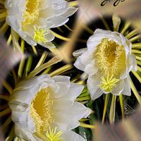 ドラゴンフルーツ,植物園の画像