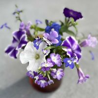 アメリカンブルー,トレニア,ロベリア,ペチュ二ア,花瓶の画像
