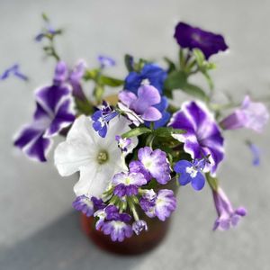 アメリカンブルー,トレニア,ロベリア,ペチュ二ア,花瓶の画像