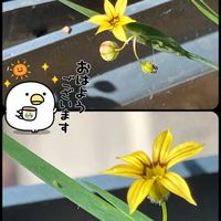 ニワゼキショウ,黄花ニワゼキショウの画像