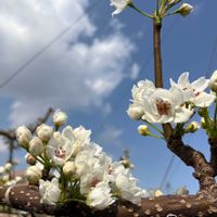 キキョウ,キキョウ,ストケシア,ストケシア,ナシの画像