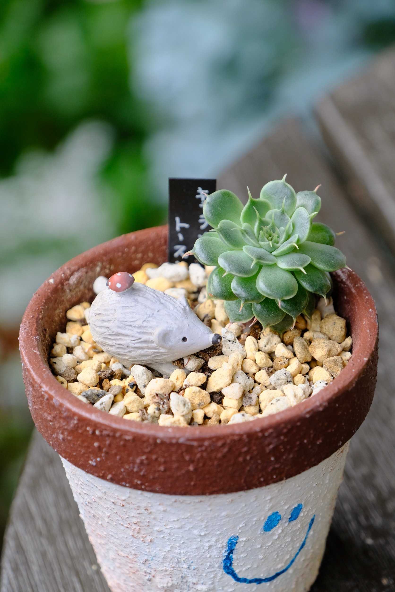 意外にしらない！？多肉植物の鉢の選び方！｜🍀GreenSnap（グリーン