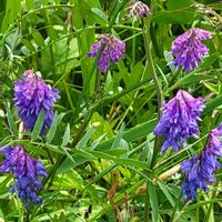 ゲラニウム,バーベナ,クサフジ,山野草,北海道の画像
