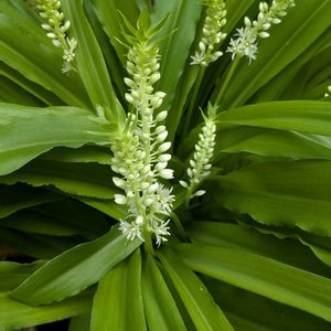 花木,植木鉢,花いろいろ,バラと夢CLUB,おうち園芸の画像
