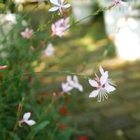 ガウラ,シレネ,多肉植物,福岡,備忘録の画像