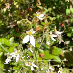 ハーブ,野草,白い花,いつもありがとう♡,ありがとうの画像