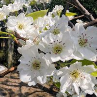 ナシ,梨,お花,今日のお花,ウォーキングにての画像
