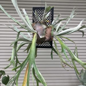 コウモリラン,ビカクシダ,ビカクシダ・ビーチー,P.veitchii silver frond,多肉植物の画像