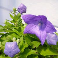 トレニア,ネモフィラ,マーガレット,桔梗(ききよう),花壇の画像