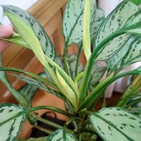 アグラオネマ,アグラオネマ・シルバークイーン,観葉植物,リビング・ダイニングの画像