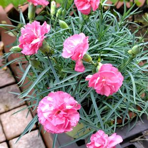 カーネーション,芝生の庭,7月の庭,ウクライナに平和を,庭の画像