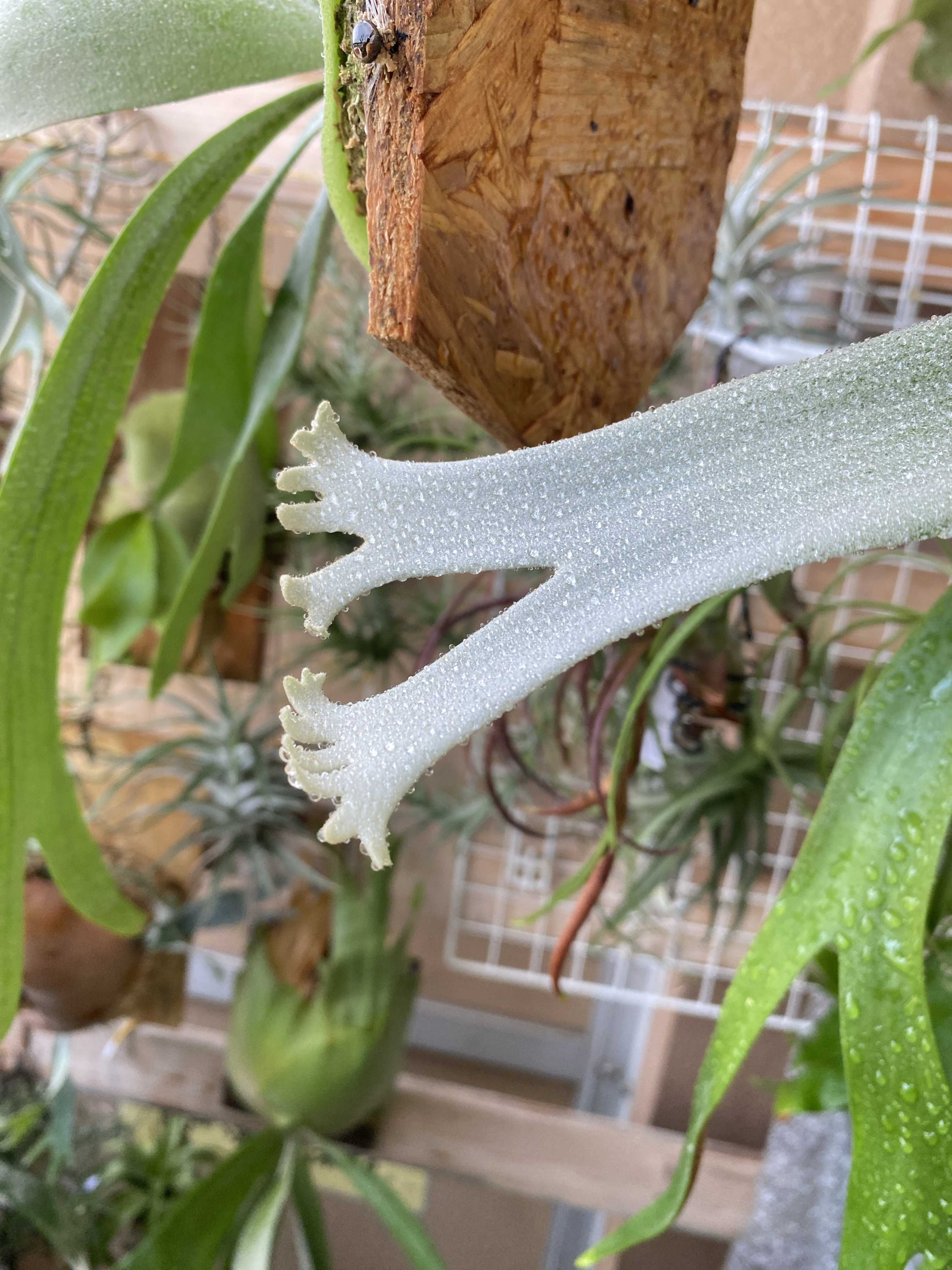 バクスポの貯水葉からの新芽 ビカクシダの森