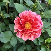 ダリア,バラ,ヒメヒオウギズイセン,ポインセチア,紫陽花の画像
