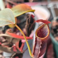 ウツボカズラ,ウツボカズラ,ネペンテス・カンパニュラタ,食虫植物,ネペンテス属の画像