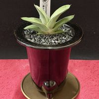 多肉植物,観葉植物,鉢植え,ガステリア,ガーデニングの画像