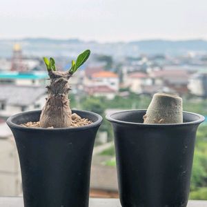 パキポディウム ウィンゾリー,アデニウム アラビカム ラシニー,成長記録,楽しい時間,今日のベランダの画像
