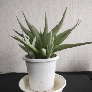 サンスベリア チャニン,成長記録の画像