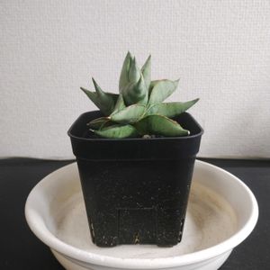 サンスベリア ミルキーウェイ,成長記録の画像