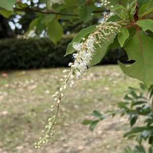 タイサンボク,リョウブ,公園,七夕飾り,おでかけ先の画像