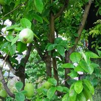 カリン,シマトネリコ,ガジュマル,胡蝶蘭,アボカド鉢植えの画像