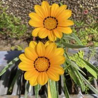 ガザニア,花のある暮らし,庭の宿根草,花木と宿根草の庭,小さな庭の画像