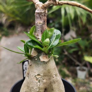 アデニウム,多肉植物,観葉植物,塊根植物,ガーデニングの画像