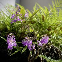 ウチョウラン,シノブ,イワオモダカ,シダ植物,ラン科の画像