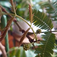 エバーフレッシュ,クララ,アメイジンググレイス,多肉植物,観葉植物の画像