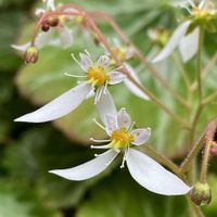 ユキノシタ,ヒメフウロ,山野草,小さな庭の画像