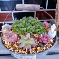 火祭り,ヒューケラ,多肉植物,多肉寄せ植え,エケベリア属の画像