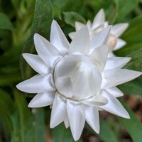 ヘリクリサム,꒰ღ˘◡˘ற꒱かわゅ~,花のある暮らし,屋上ガーデニング,おうち園芸の画像
