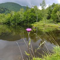 ノイバラ,ノアザミ,山野草,山歩き,花のある暮らしの画像