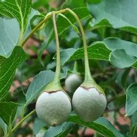 エゴノキ,樹木,実のなる木,植え込み,木になる実の画像