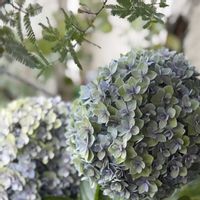 アジサイ,アジサイ,ミモザ,秋色アジサイ,紫陽花　花宝の画像