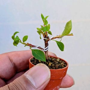 黄花ドウダンツツジ,盆栽,ミニ盆栽,盆栽苗木,まめ盆栽の画像