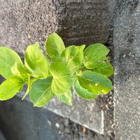 ツルウメモドキの画像