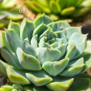 エケベリア,クレバー,クレーバー,多肉植物,備忘録の画像