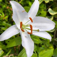 カサブランカ,ハイビスカス,チェッカーベリー,花のある暮らし,花は癒やし♡の画像