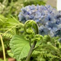 シダ,ウツボカズラ,アジサイ・テマリテマリ,紫陽花 てまりてまり,アルンクス ノーブルスピリットの画像