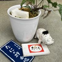 アジサイ,ツメレンゲ,紫陽花,紫陽花,トキワシノブの画像