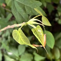 インドボダイジュ,スリーマハー菩提樹の画像
