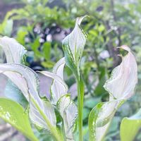 カラー,カラー・フローズンクイーン,フローズン・クイーン,観葉植物,ガーデニングの画像