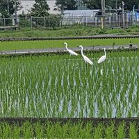 スギナの画像