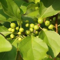 ツルウメモドキの画像