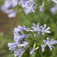 アガパンサス,お散歩,かわいいな♡,お花が好き♡,キュンキュン乙女倶楽部の画像