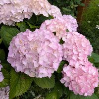 ハイドランジア,アジサイ  スイートアリス,アジサイ  スイートアリス,花のある暮らし,植物のある暮らしの画像