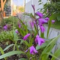 シラン,シラン（紫蘭）,庭の花,庭の宿根草,北海道の画像